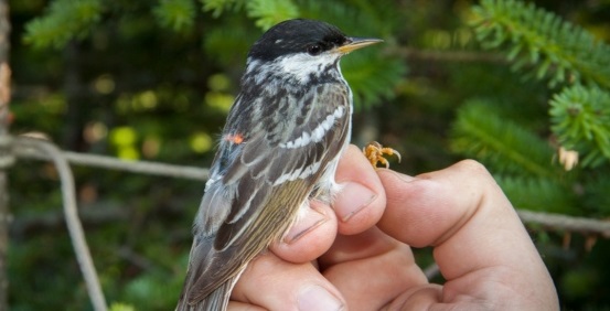 Poate zbura 3 zile fara oprire!