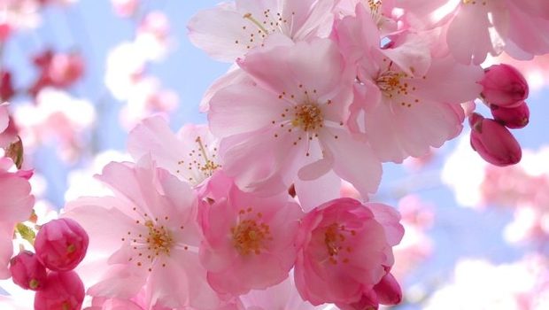 Ortodocsii sarbatoresc maine Floriile