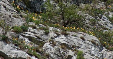 A înflorit Laleaua de Cazane!