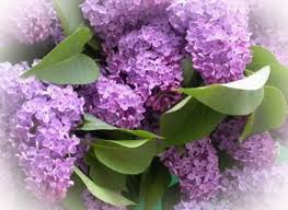 Liliacul – floarea aducerii aminte