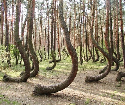 Dansul padurii magice