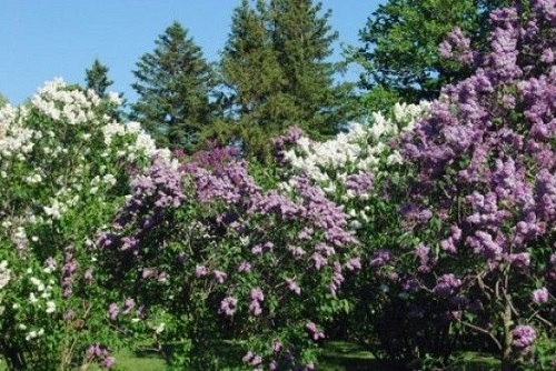 Liliacul de la Ponoare