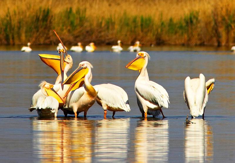 Colonii monitorizate