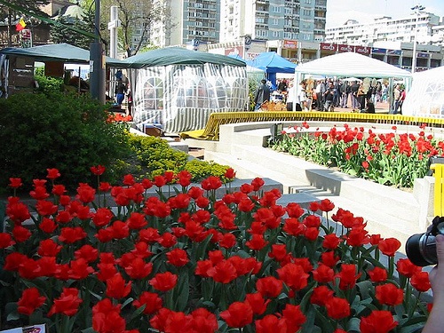 Începe Simfonia Lalelelor