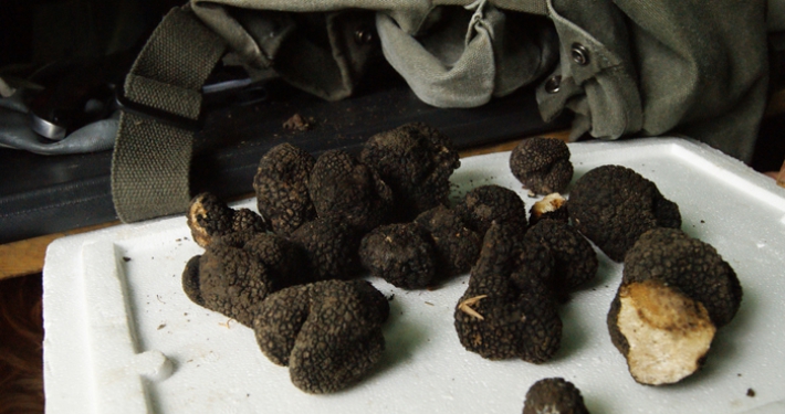 Trufe gorjene in Europa