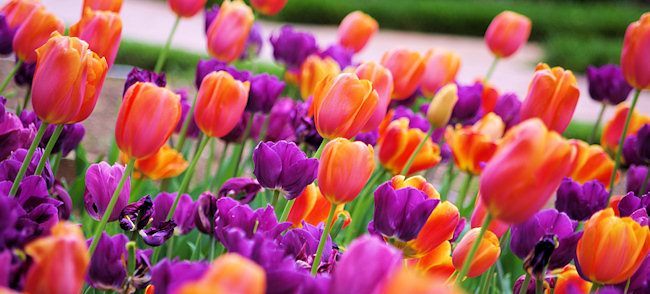 Pregătiri pentru „Simfonia lalelelor”