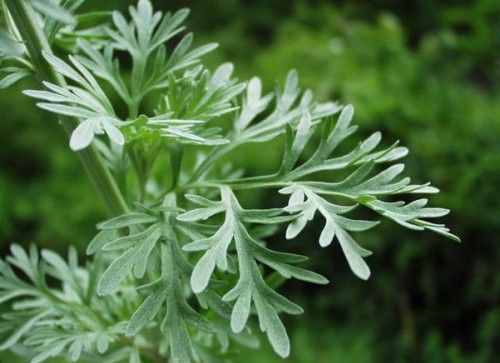 2 MAI-ARMINDENI PENTRU GOSPODARI