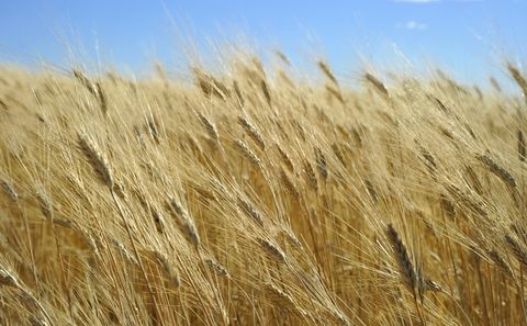 27 MAI-INSEMNE PE BOB DE GRAU