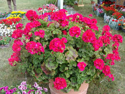 16 MAI-ROSTUL FLORILOR