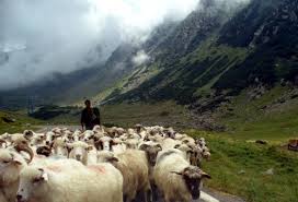 17 MAI-URCATUL OILOR LA MUNTE