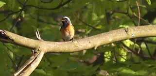 20 MAI-CONSTANTINUL PUILOR