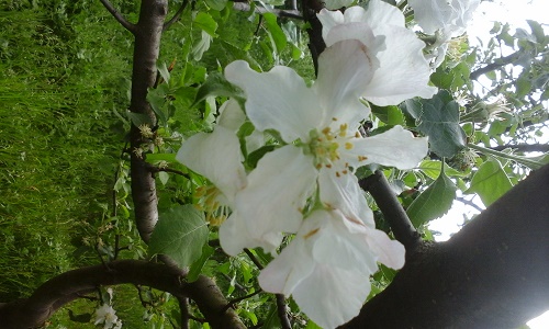 Azi despre ieri – 8 mai 2015