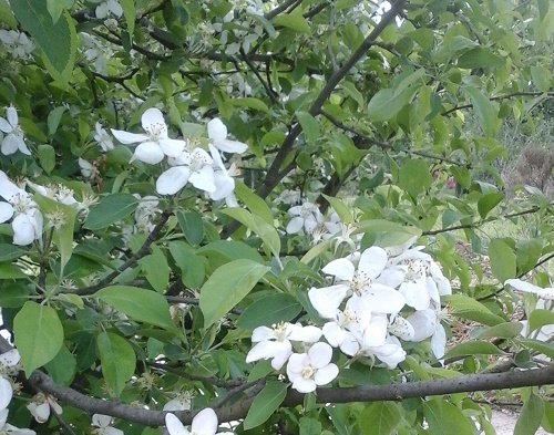 Azi despre ieri – 11 mai 2015