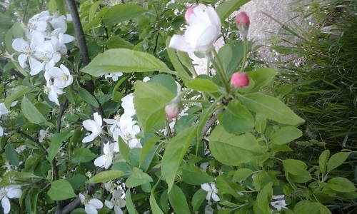 Azi despre ieri – 10 mai 2015