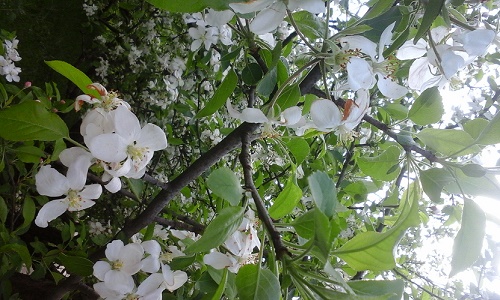 Azi despre ieri – 9 mai 2015