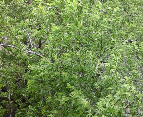 Azi despre ieri – 20 mai 2015