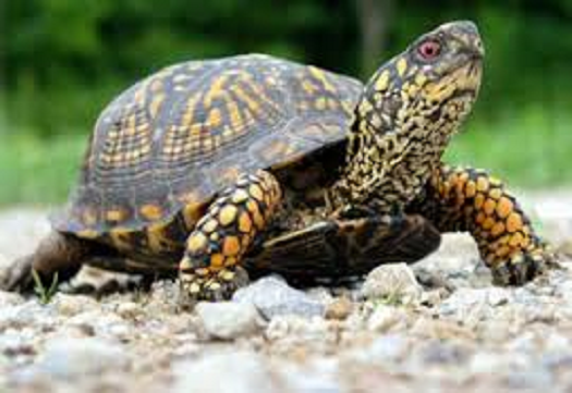 Ziua Mondială a Broaștelor Țestoase