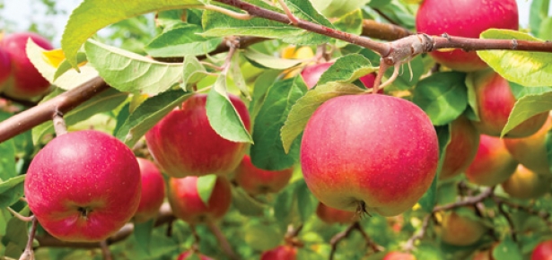 Mere din curtea scolii