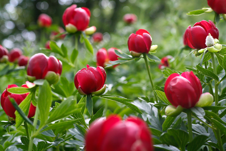 Ziua bujorului, maine, in Olt