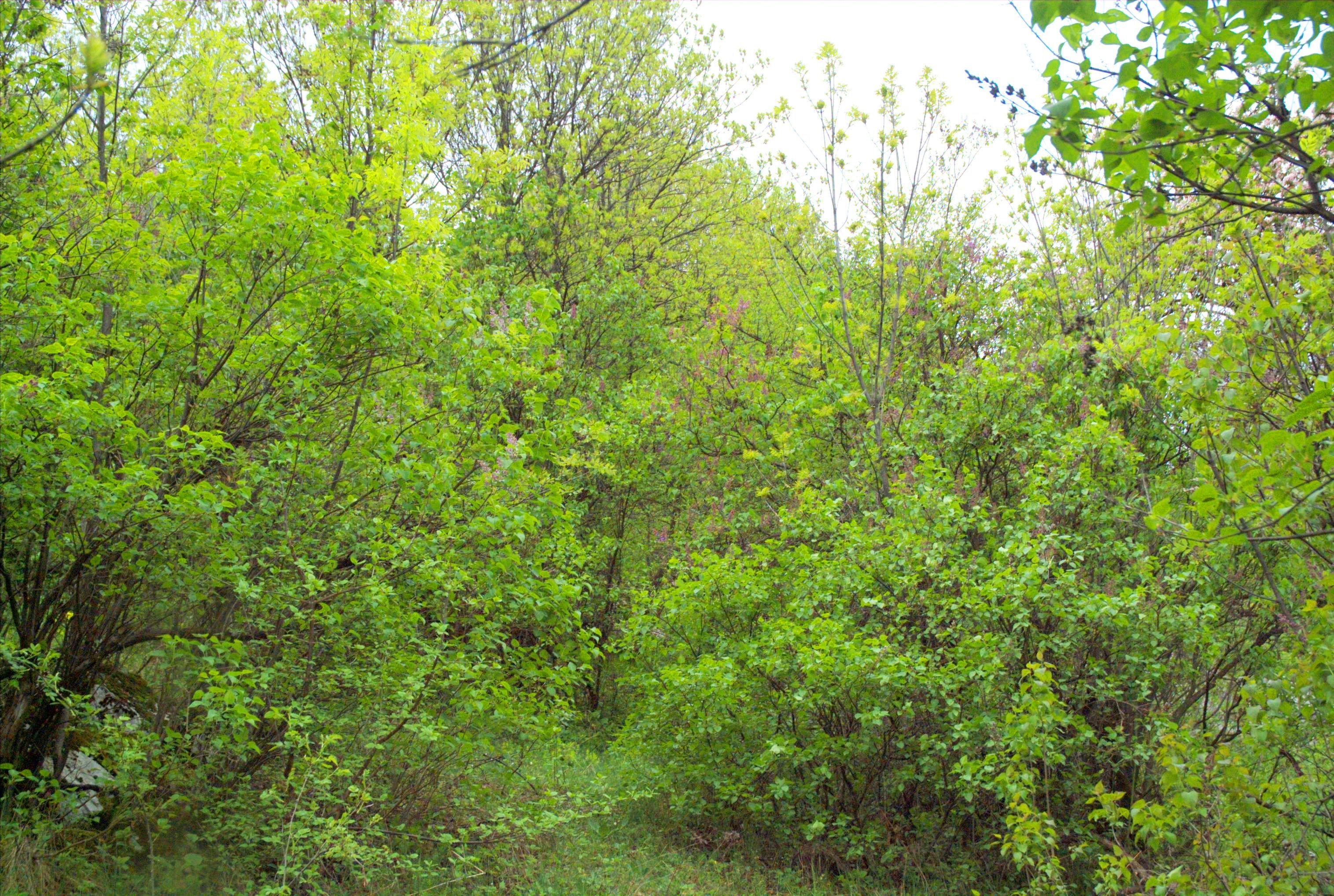 Liliac de la Ponoarele