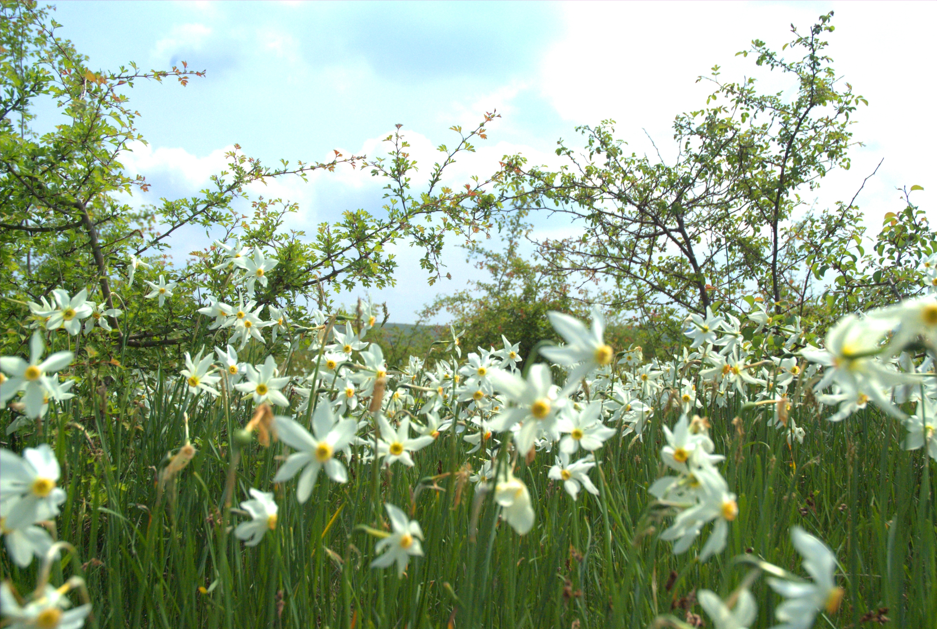 Hai in poiana…narciselor!