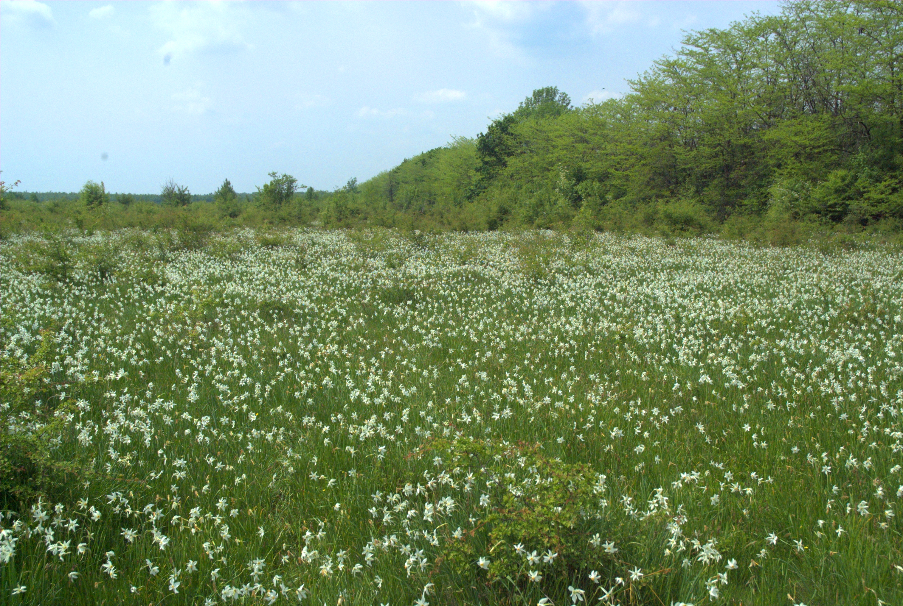 Sarbatoarea Narciselor, Tg. Jiu, 2015