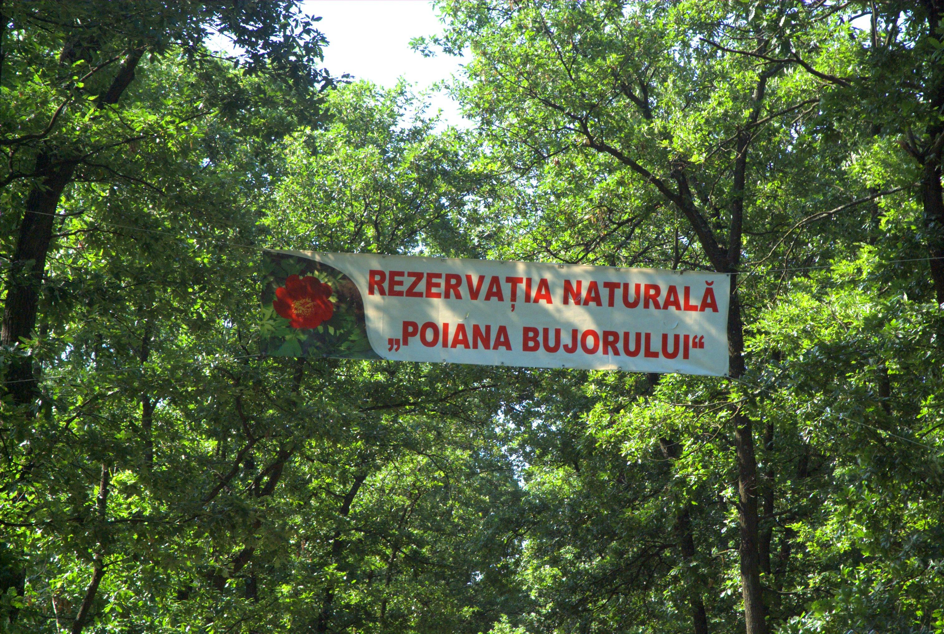 24 Mai – Sărbătoarea Bujorului