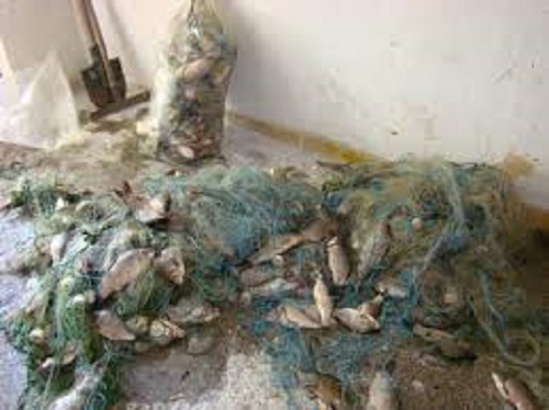 (Dez)legare la pește