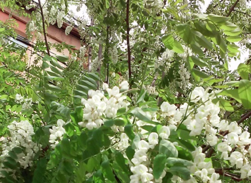 Azi despre ieri – 17 mai 2015