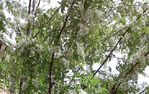 Azi despre ieri – 15 mai 2015