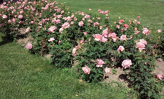 Azi despre ieri – 27 mai 2015