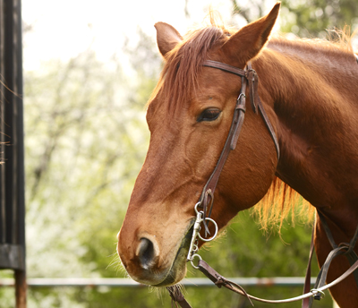 Zâmbetul dimineţii