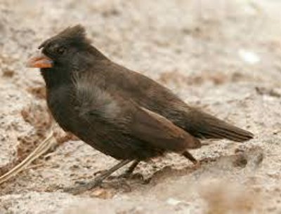 Cea mai sangeroasa pasare