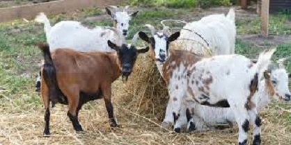 Vaccinare impotriva antraxului