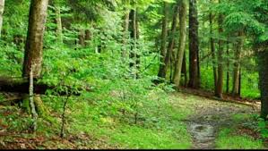 Camera Deputatilor dezbate Codul Silvic