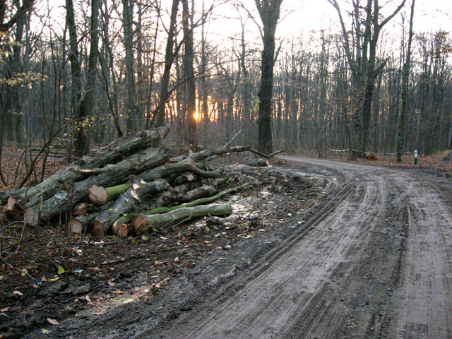 Proteste fata de defrisarile abuzive