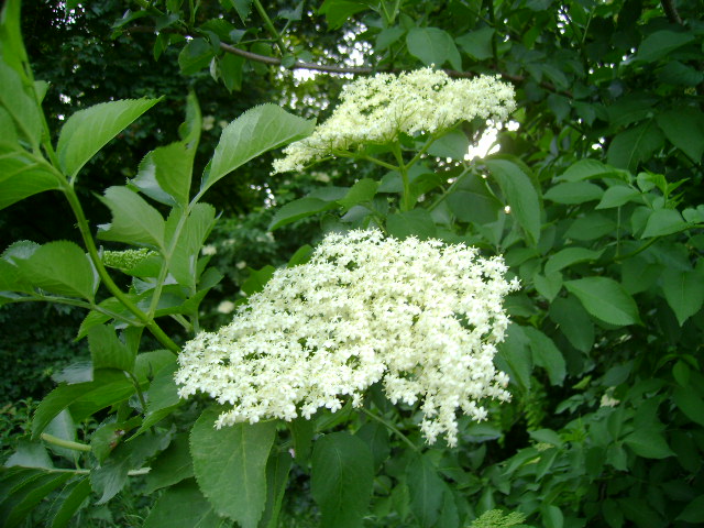 Directia Silvica Gorj, pe profit