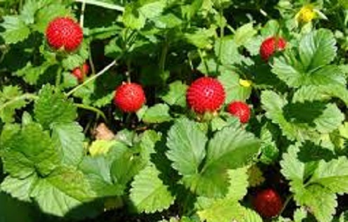 Sărbătoarea Căpşunului