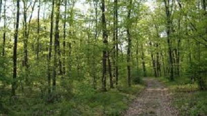 Valceanii reticenti la paza padurilor