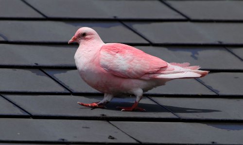 A aparut porumbelul roz!