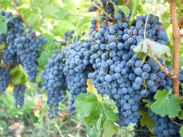 A fost adoptată noua lege a viei și vinului