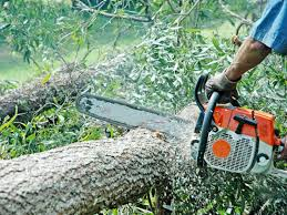 Stop taierilor ilegale!