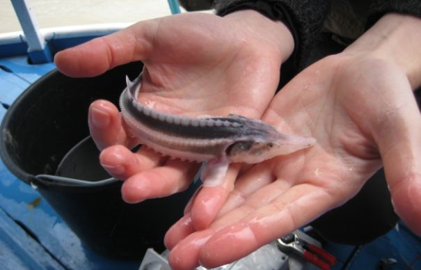 Sturioni eliberaţi în Dunăre