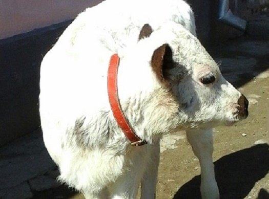 Azi despre ieri – 13 iunie 2015