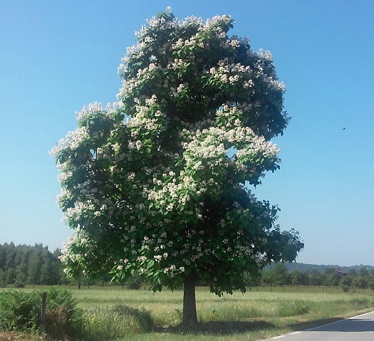 Azi despre ieri – 19 iunie 2015