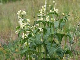 26 iunie – FLORI CU PUTERI MIRACULOASE