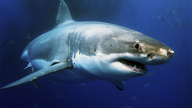 Atacuri de rechini in statul american Carolina de Nord