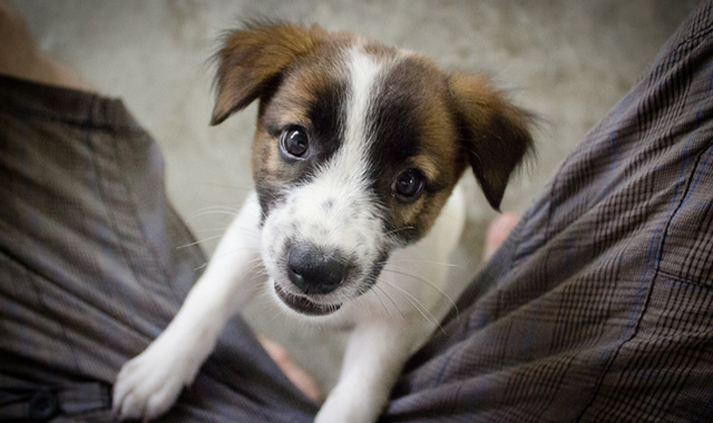 Campanie de sterilizare