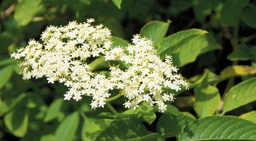 Florile de soc la mare cautare