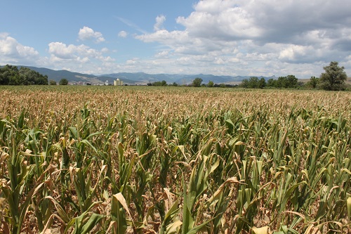 Seceta afecteaza economia